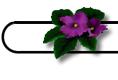New Brunswick's Provincial Flower:  The  Violet  (Viola  cucullata)